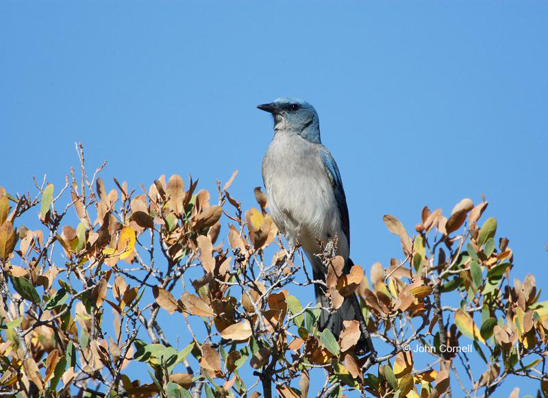 Mexican Jay;Jay;Aphelocoma ultramarina;One;avifauna;bird;birds;feather;feathered;feathers;nature;outdoor;outdoors;wild;wilderness;wildlife;color photograph;color image;natural